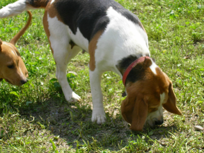 SANY3466 - Cainii mei -Beagle