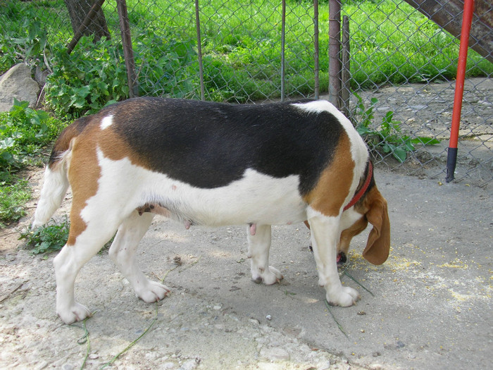 SANY3469 - Cainii mei -Beagle