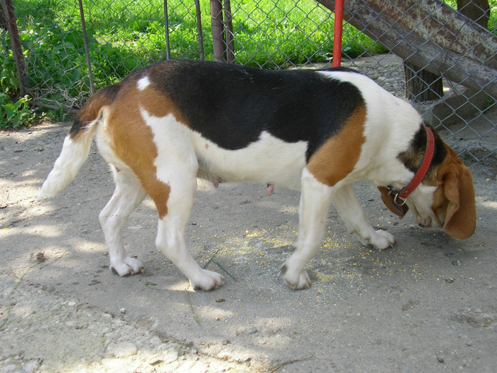 SANY3470 - Cainii mei -Beagle