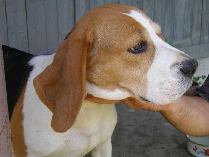 SANY3471 - Cainii mei -Beagle