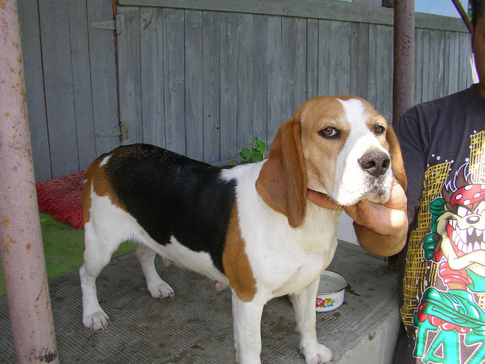 SANY3474 - Cainii mei -Beagle