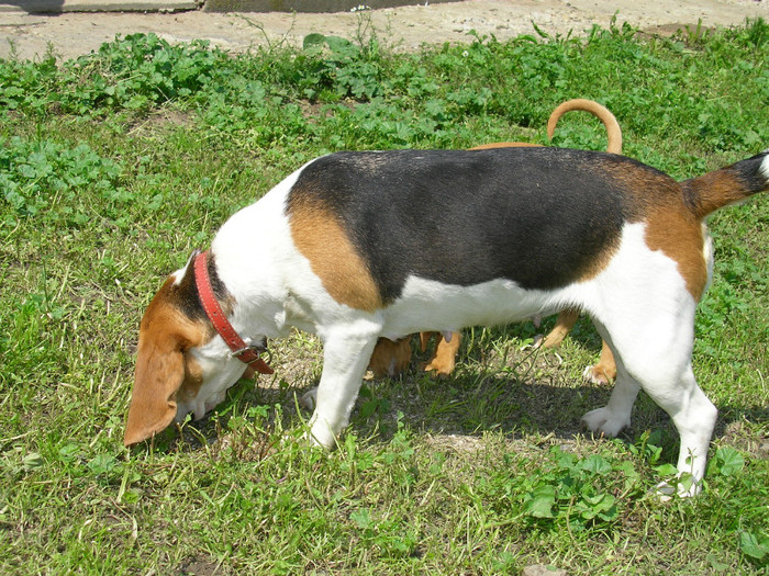 SANY3468 - Cainii mei -Beagle