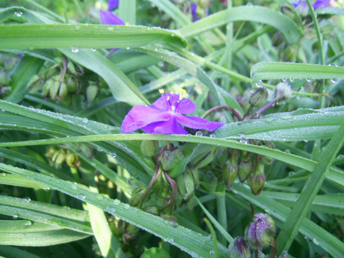 03.06.2012 (118) - tradescantia virginiana