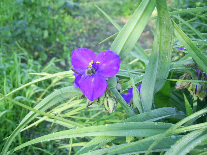 03.06.2012 (119) - tradescantia virginiana