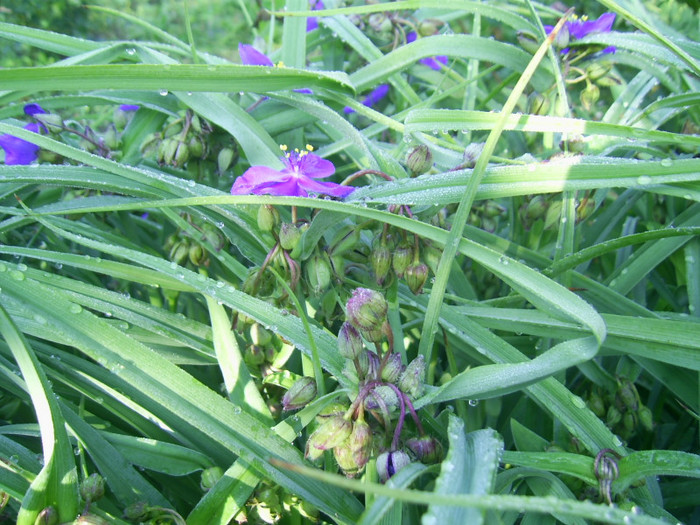 03.06.2012 (122) - tradescantia virginiana