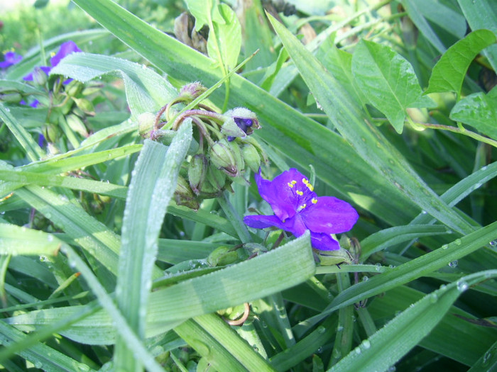 03.06.2012 (123) - tradescantia virginiana