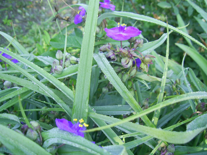 03.06.2012 (124) - tradescantia virginiana