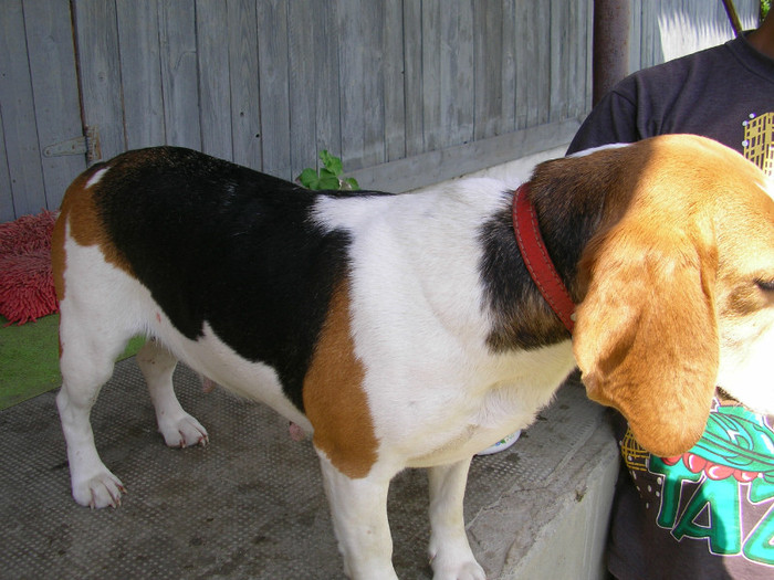 SANY3478; Beagle
