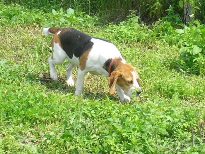 SANY3485; Beagle
