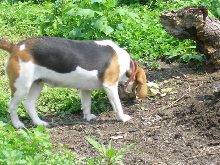 SANY3486 - Cainii mei -Beagle