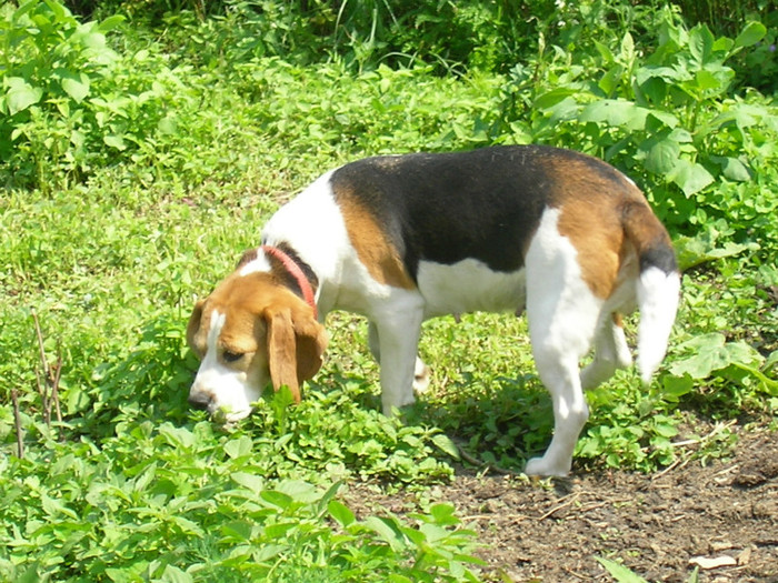 SANY3487 - Cainii mei -Beagle