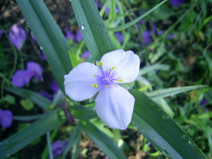 03.06.2012 (161) - Tradescantia Osprey