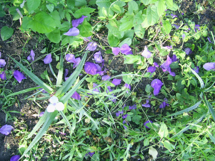 03.06.2012 (163) - Tradescantia Osprey