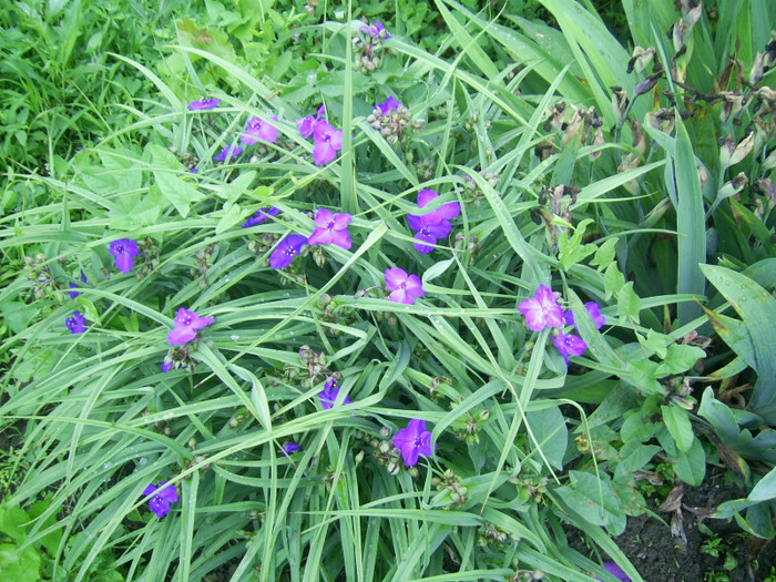 02.06.2012 (73) - tradescantia virginiana