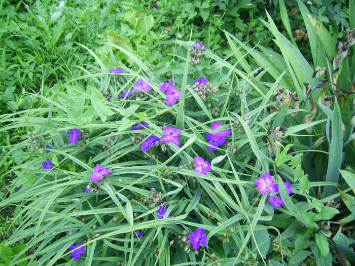 02.06.2012 (74) - tradescantia virginiana