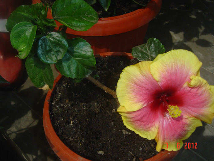 Eu sunt mic,dar... - 09-2012-HIBISCUS