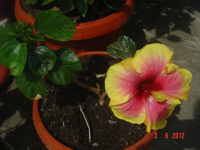 sunt voinic! - 09-2012-HIBISCUS