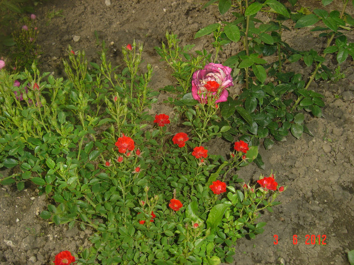 poze 793 - 2011-2012 FLORI IN GRADINA