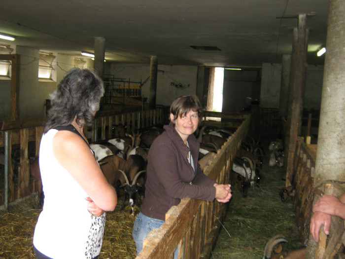 Eedit si doamna Regina - Gemsfarbige ziege -Mittmansgruber alpina franceza