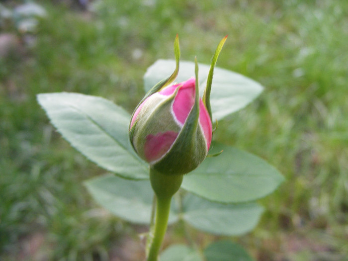 Mary Rose; Tr.de parc,floare mare,25-40petale,parfum puternic(8-9din 10 puncte)h0,9-1,5m
