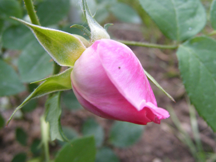 Mary Rose; Tr.de parc,floare mare,25-40petale,parfum puternic(8-9din 10 puncte)h0,9-1,5m
