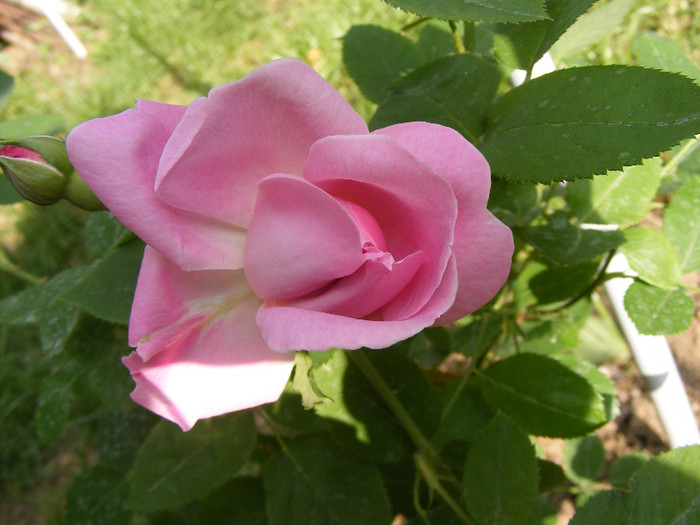 Mary Rose; Tr.de parc,floare mare,25-40petale,parfum puternic(8-9din 10 puncte)h0,9-1,5m
