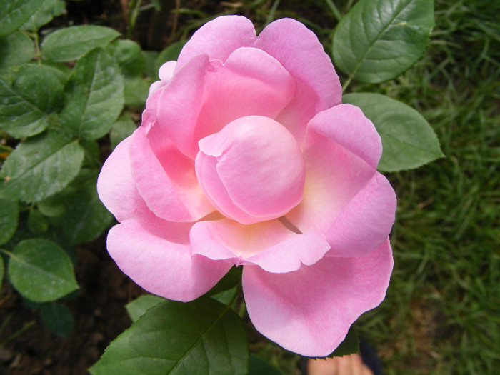 Mary Rose; Tr.de parc,floare mare,25-40petale,parfum puternic(8-9din 10 puncte)h0,9-1,5m
