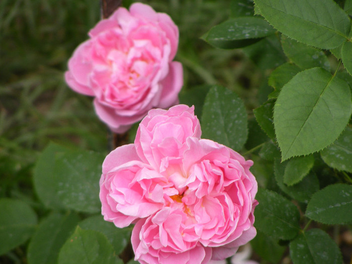 Mary Rose; Tr.de parc,floare mare,25-40petale,parfum puternic(8-9din 10 puncte)h0,9-1,5m
