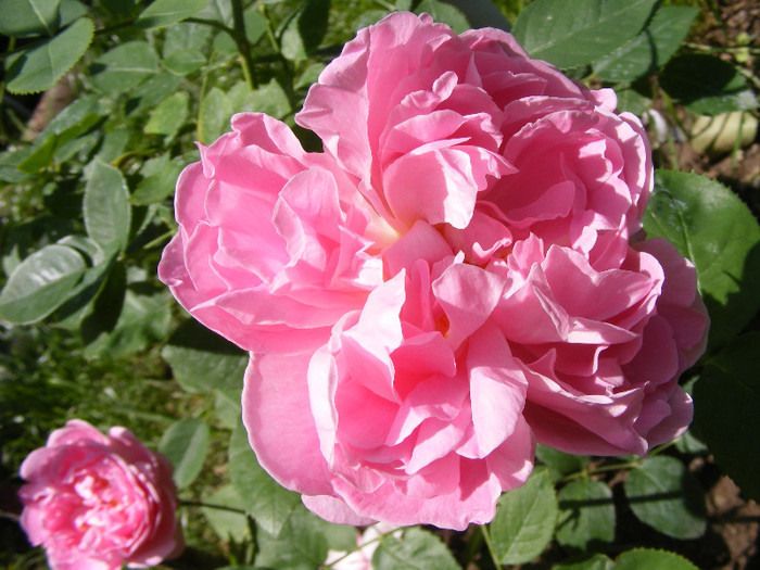 Mary Rose; Tr.de parc,floare mare,25-40petale,parfum puternic(8-9din 10 puncte)h0,9-1,5m

