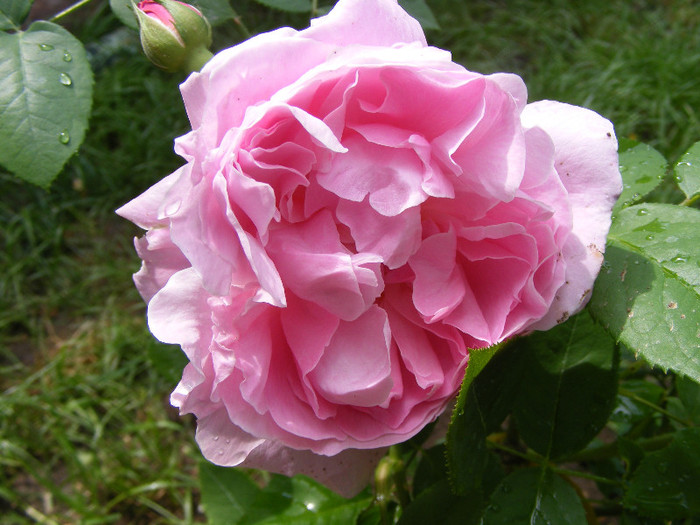 Mary Rose; Tr.de parc,floare mare,25-40petale,parfum puternic(8-9din 10 puncte)h0,9-1,5m
