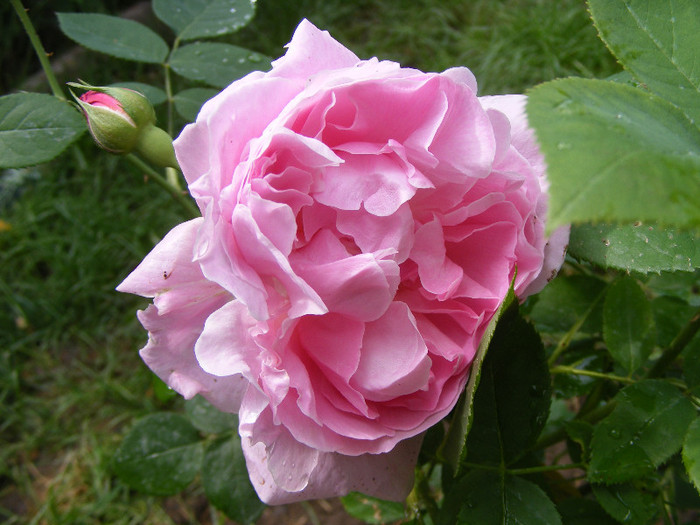 Mary Rose; Tr.de parc,floare mare,25-40petale,parfum puternic(8-9din 10 puncte)h0,9-1,5m
