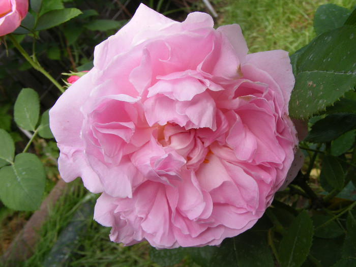 Mary Rose; Tr.de parc,floare mare,25-40petale,parfum puternic(8-9din 10 puncte)h0,9-1,5m
