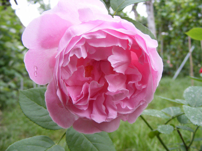 Mary Rose; Tr.de parc,floare mare,25-40petale,parfum puternic(8-9din 10 puncte)h0,9-1,5m
