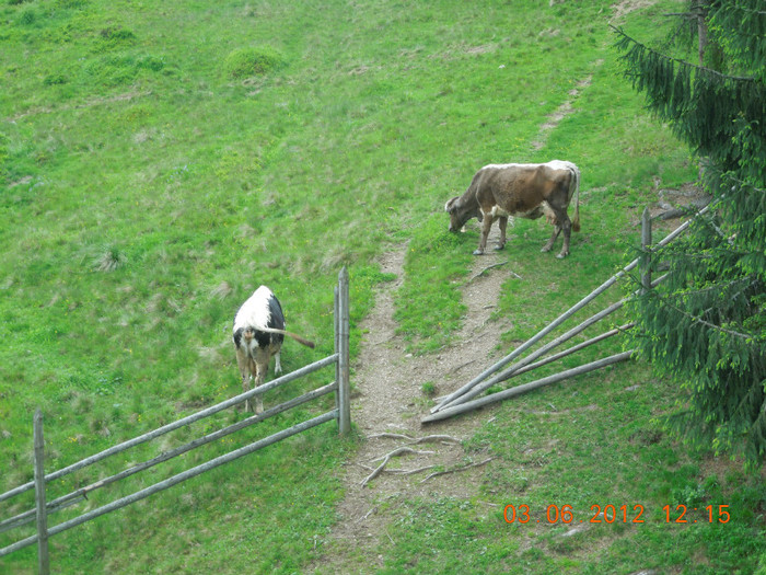 Vaca - Din excursie