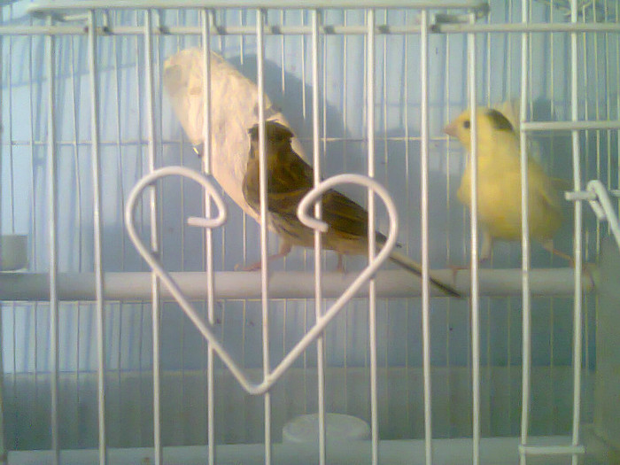 Fotografie0281 - Reproducere 2012