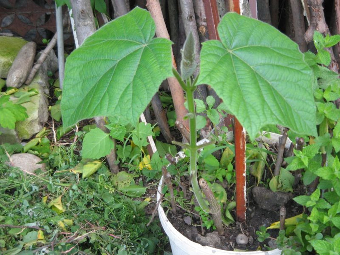 paulownia tomentosa,mai 2012 - Gradina 2012