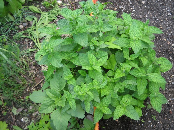 Menta braziliana - Gradina 2012