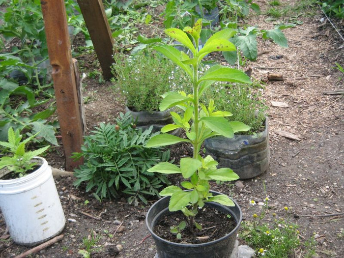 Stevia rebaudiana,stevia dulce,mai 2012 - Gradina 2012