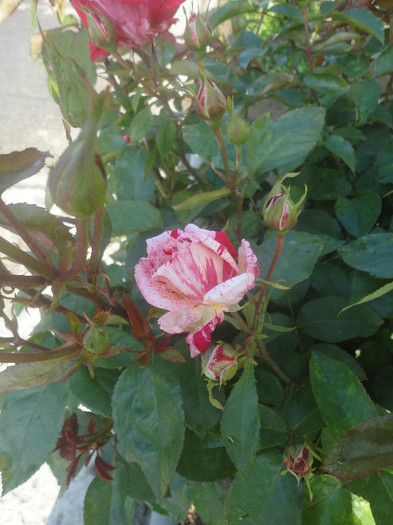 DSC04955 - Trandafiri de prin vecini