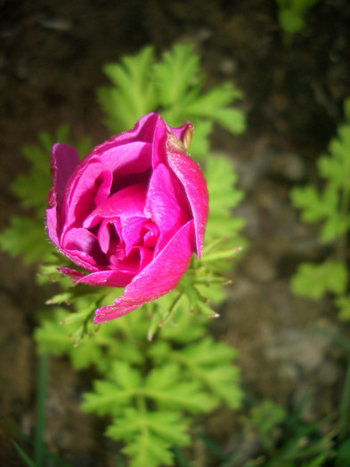 Anemone
