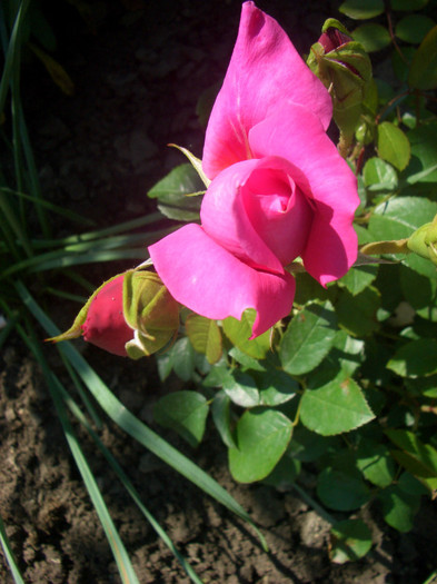 Saint-Exupéry • Delrospiv - Hybrid Tea (Delbard, 2003).