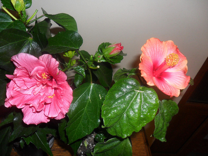 Ciclam   Passion - Hibiscus 2012-1