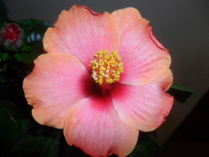 Passion - Hibiscus 2012-1