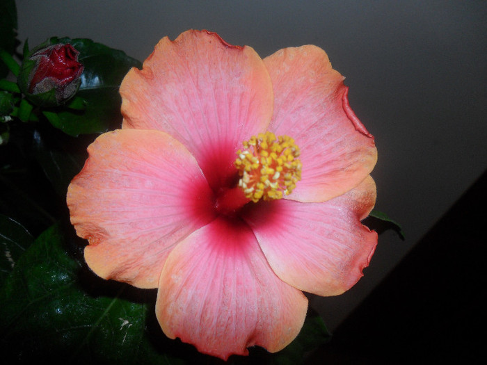 Passion - Hibiscus 2012-1