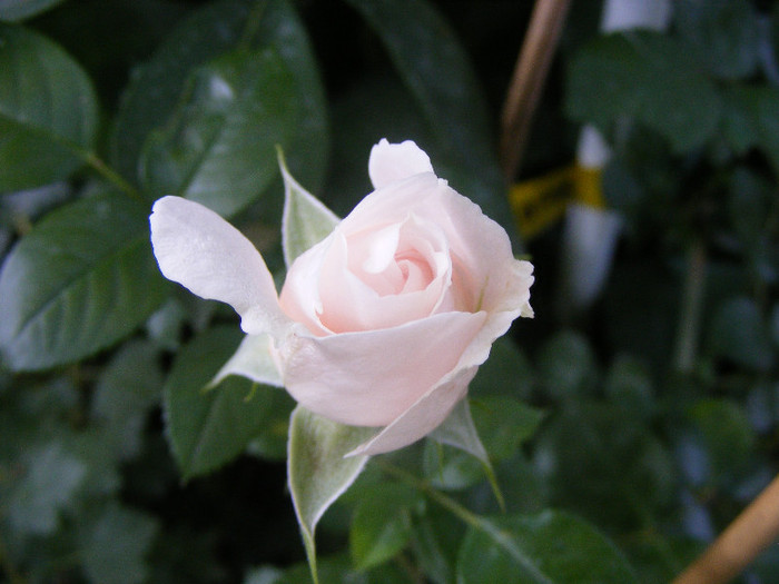 Miss Dior; Tr.de parc Harkness 1998,floare medie-mare,40petale,parfum mediu-puternic(6-7 din 10)h1,2m

