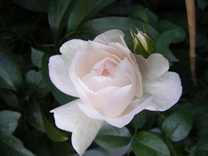 Miss Dior; Tr.de parc Harkness 1998,floare medie-mare,40petale,parfum mediu-puternic(6-7 din 10)h1,2m
