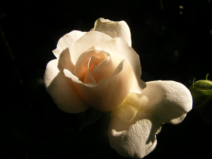 Miss Dior; Tr.de parc Harkness 1998,floare medie-mare,40petale,parfum mediu-puternic(6-7 din 10)h1,2m
