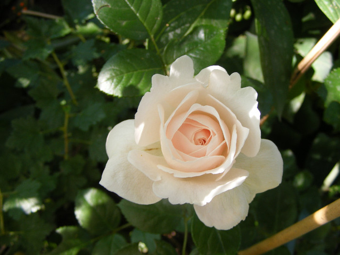 Miss Dior; Tr.de parc Harkness 1998,floare medie-mare,40petale,parfum mediu-puternic(6-7 din 10)h1,2m
