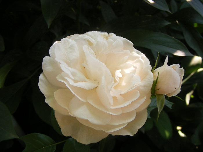 Miss Dior; Tr.de parc Harkness 1998,floare medie-mare,40petale,parfum mediu-puternic(6-7 din 10)h1,2m
