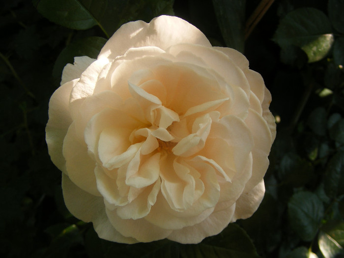 Miss Dior; Tr.de parc Harkness 1998,floare medie-mare,40petale,parfum mediu-puternic(6-7 din 10)h1,2m
